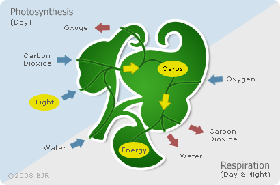 calcium nutrient cycle